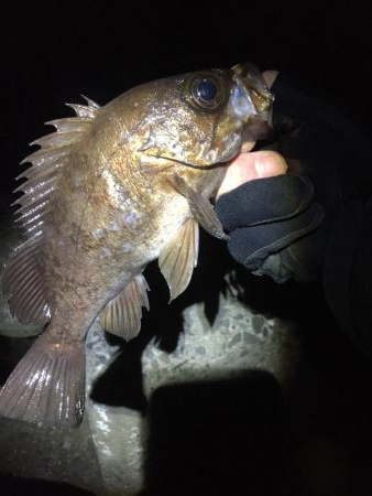 パイセンとメバル プラグ縛り