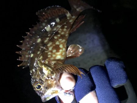 渋めメバリング