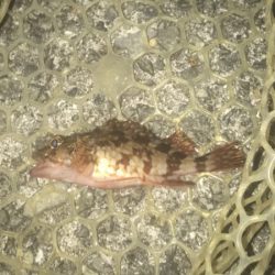 ガシラ・メバル