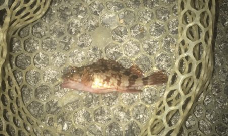 ガシラ・メバル