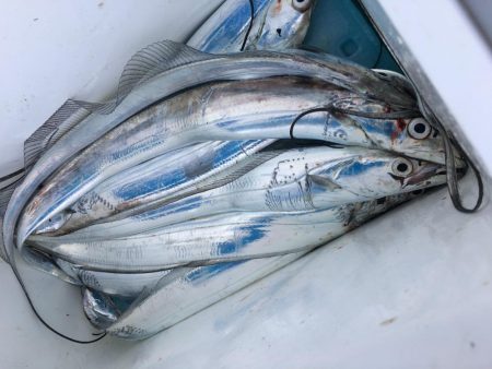 洲本沖タチウオ