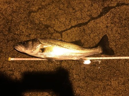 ナイトフィーバー