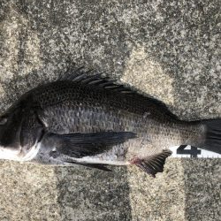 姫路港乗っ込み？