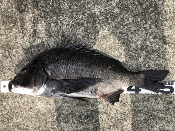 姫路港乗っ込み？