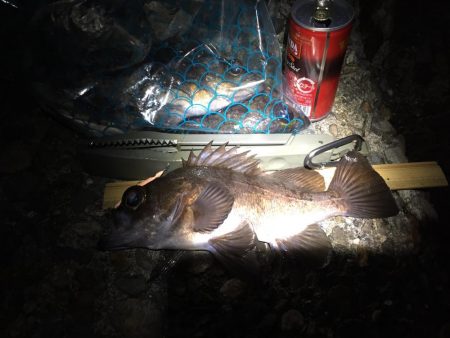 今宵もプラグ縛り