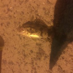 メバルはどこだーw