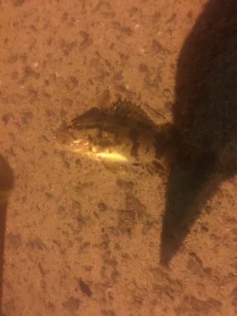 メバルはどこだーw