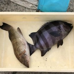 伝馬船でイシダイ釣れる