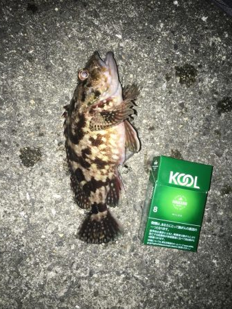 メバリングのはずが…