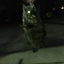 前日に引き続きメバリング