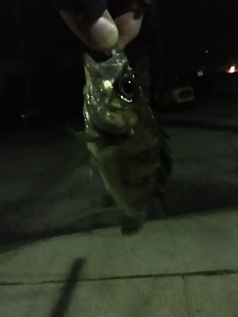 前日に引き続きメバリング