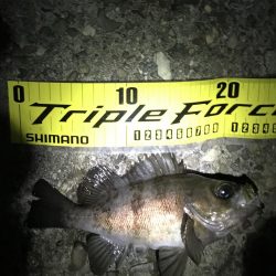 なんとかメバル