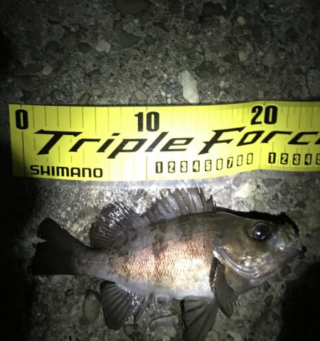 なんとかメバル