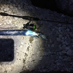 メバルさん何処に〜