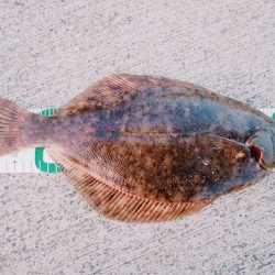 初めてのマコガレイ！