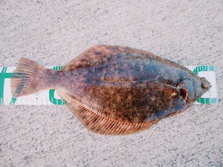 初めてのマコガレイ！