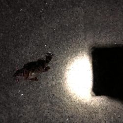 メバルはどこへpart2