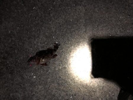 メバルはどこへpart2