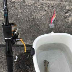 アオリイカを求めて