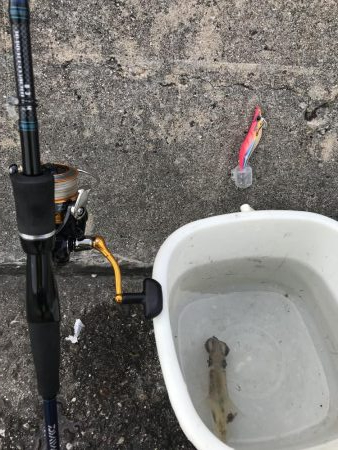 アオリイカを求めて