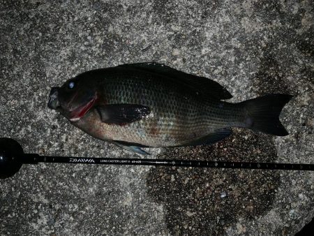 美味しい寒グレ！