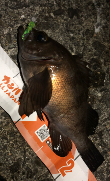 まずまずメバリング