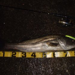 アフターのランカーシーバス