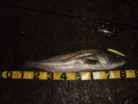 アフターのランカーシーバス