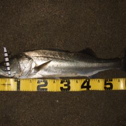 寒さに負けずアフターシーバス