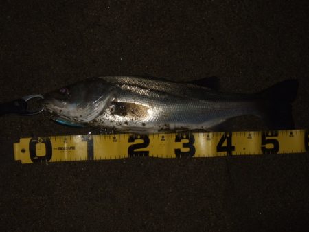 真冬から春のパターンへ