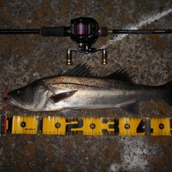 モルビドでボッコボコ♪。