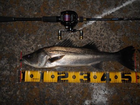 モルビドでボッコボコ♪。