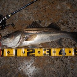 モルビドで一斉検挙するぜぇ～！？