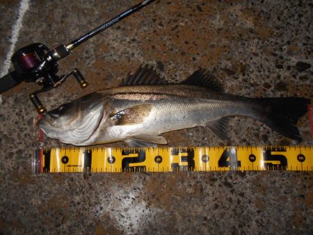 モルビドで一斉検挙するぜぇ～！？