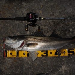 まだまだ釣れ続ける