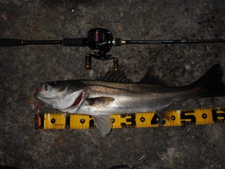 まだまだ釣れ続ける