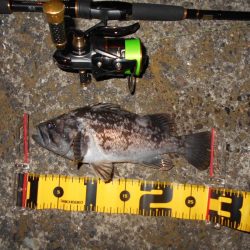 常夜灯+モルビド=釣れる?