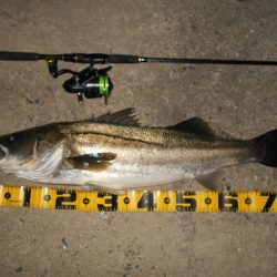 理想のタイミングでランカーゲット♪