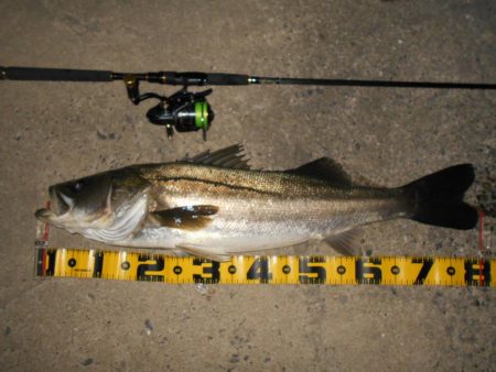 理想のタイミングでランカーゲット♪