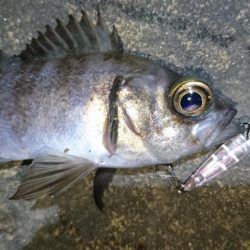 今夜のメバルは厳しい！！