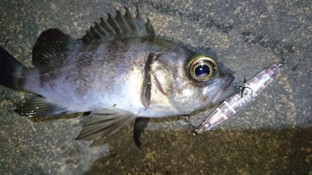 今夜のメバルは厳しい！！