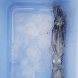 ライトエギング