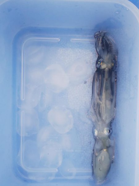 ライトエギング