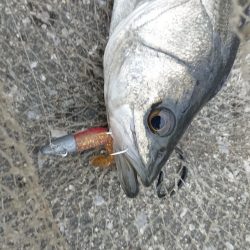 暖かかった夕練