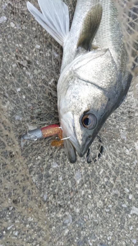 暖かかった夕練