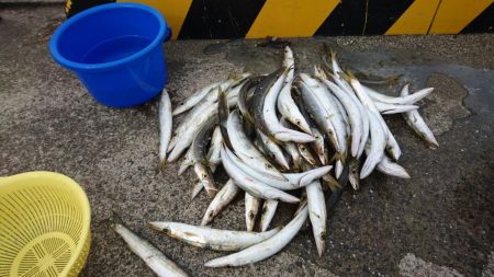 ブリ釣りあきらめ