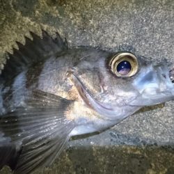 nadarコリーでプラッキング