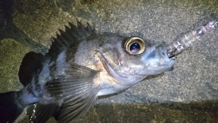 nadarコリーでプラッキング