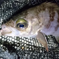 風裏ポイントでメバリング