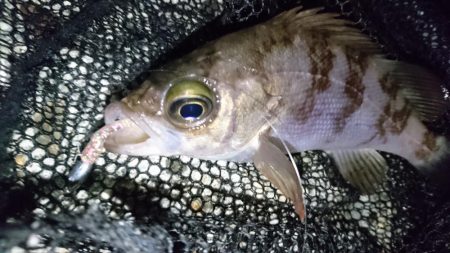 風裏ポイントでメバリング